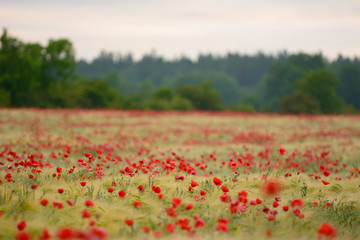 Summer sunrise over field with poppy flowers on the island of Gotland, Sweden