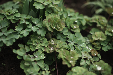 Green natural background. Green young leaves in drops of water.