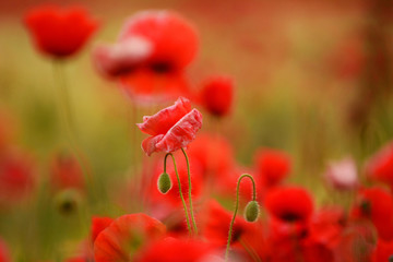 Naklejka premium Summer sunrise over field with poppy flowers on the island of Gotland, Sweden