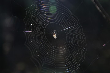 spider web in the morning dew