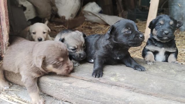 Five cute puppies are playing on the doorstep of the barn. Little dogs are playing and trying to escape from the barn. Close up