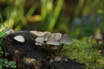 mushroom in the forest