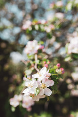 Blossoming branch of apple tree, spring floral background, beauty of nature