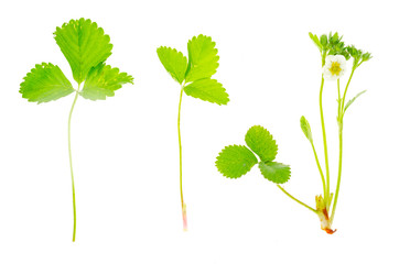 Bush of wild strawberries blooming in white flowers
