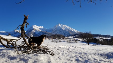 Fototapeta na wymiar Dog snow mountain