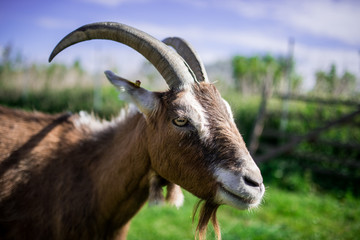 Ziegenbock Headshot