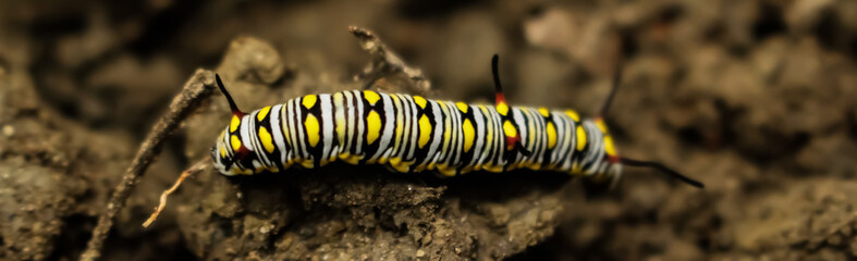 Most beautiful millipedes and colorful body pattern.