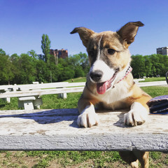 Cute happy puppy outside in the park