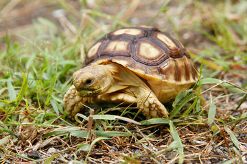 Close up of african spurred tortoise or geochelone sulcata in the garden