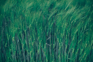 green grass background