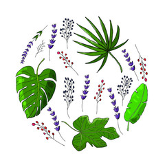 colored tropical leaves circle. Banana leaf vector with monstera leaf and fan palm leaf with fig leaf. Elderberry branch and lavender branch. Floral elements for designing cards and invitations.