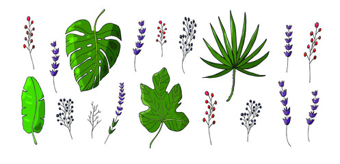 colored tropical leaves vector set with red elderberry branch and purple lavender branch isolated on white background