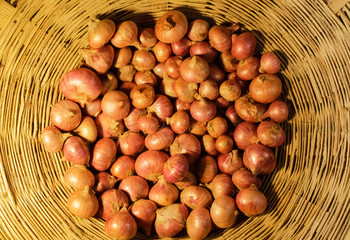 Obraz premium Beautiful picture of Onion on the basket.