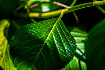 緑色の葉っぱ（広葉樹）のイメージ