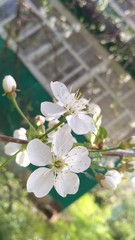 cherry blossom in spring