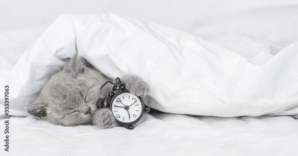 Poster funny kitten sleeps under blanket on a bed at home and holds alarm clock. empty space for text