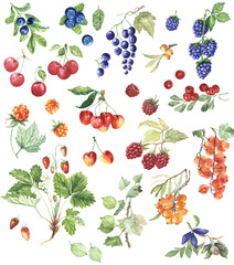 Watercolor Berries Set Clipart. Fruit Clipart. Hand Painted. Botanical Illustration. Blackberry, Raspberry, Blueberry, Sea-buckthorn, Cranberries on white background.