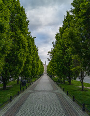 Gray Sidewalk between green thuja plants on sides and street