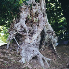 Vielles racines d'arbre .