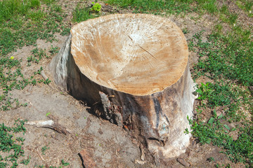 cut tree stump with insects
