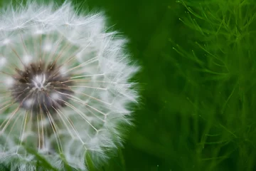 Foto auf Glas Pusteblume mit grünem Hintergrund Natur Makro Löwenzahn © Stephan