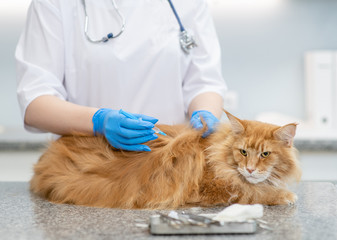 Vaccination or treatment of an adult cat in a veterinary clinic