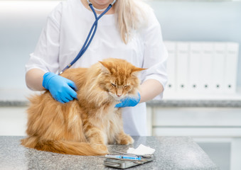 Examination of an adult cat by a veterinarian with a stethoscope in a clinic