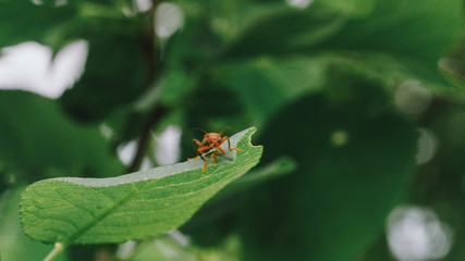 green caterpillar on a leaf