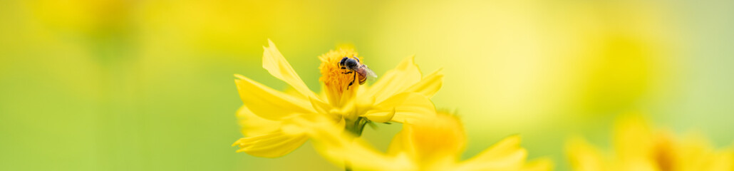 Nature of flower and bee in garden using as cover page background natural flora wallpaper or...