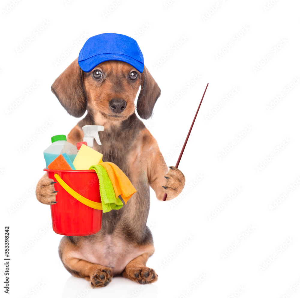 Poster Cleaning concept. Dachshund puppy wearing blue cap holds bucket with washing fluids in it paw and points away on empty space. isolated on white background