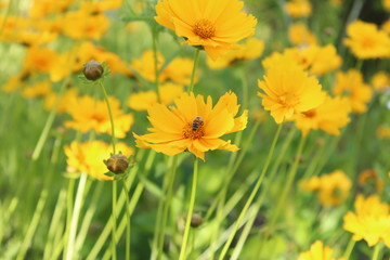 Obraz premium 금계국