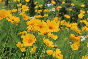 Obraz premium 금계국