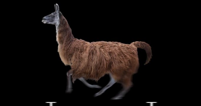 Red llama running realistic animation. Isolated animal video including alpha channel allows to add background in post-production. Element for visual effects.