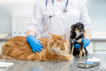Female vet embraces adult cat and dog at veterinary clinic