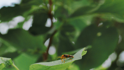 bug on a leaf