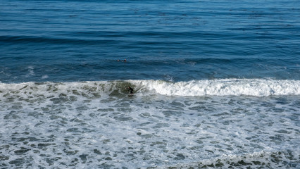 Fototapeta premium surfer in the sea and waves at San Luis Obispo, California