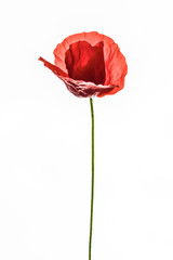 Beautiful back lit red poppy isolated on white background