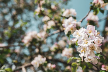 Blossoming branch of apple tree on a background of blue sky, spring floral background, the beauty of nature