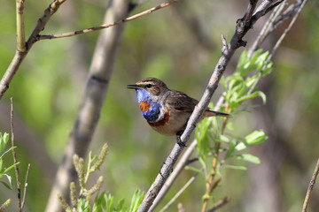 Male bluethroats in spring in the Arctic region of Russia