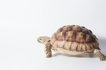 African species of spurred tortoise (Centrochelys sulcata) isolate on white background
