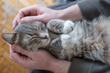 Cute, contented cat sleeps on its back, bending its paws in the arms of its owner. Top view.