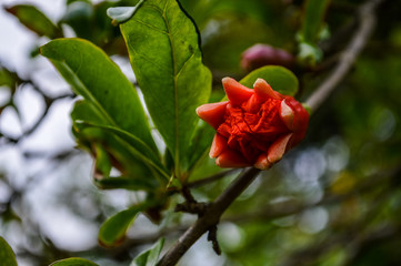 bright red pomegranate flower and leaves close up 