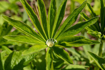 Dew, water after a rain in the leaves of lupine.Macro photography of Lupin leaves.