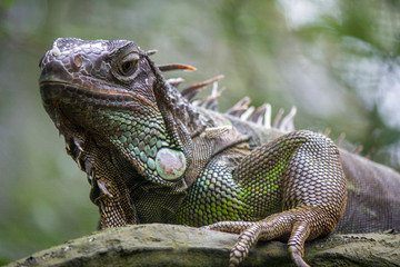 The green iguana, also known as the American iguana, is a large, arboreal, mostly herbivorous species of lizard of the genus Iguana.