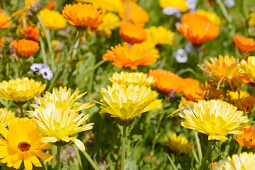 marigold in front of flower field in the nature