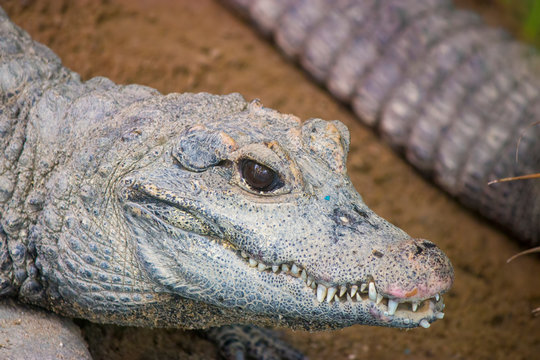 The closeup image of Cuvier's dwarf caiman.
It is a small crocodilian in the alligator family from northern and central South America. 
It lives in riverine forests, flooded forests near lakes.