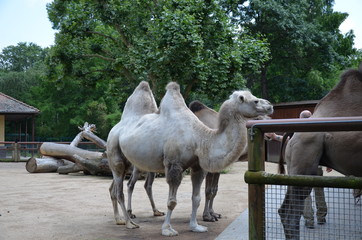 Side view of two humped camel standing in corral under sunlight at zoo