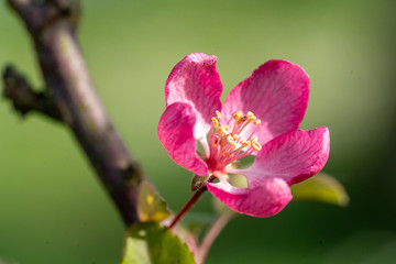 Blüte Apfelbaum Apfelbaumblüte mit Zweig