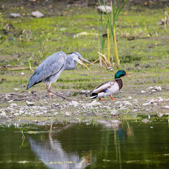 Grey Heron (Ardea cinerea) in flight, Pilsen, Czech Republic