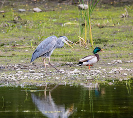 Grey Heron (Ardea cinerea) in flight, Pilsen, Czech Republic